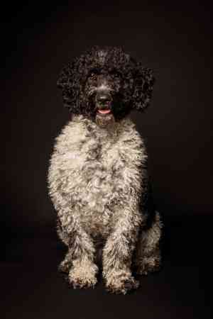 Pelosos. Estudio de fotografía de perros. Madrid.jpg