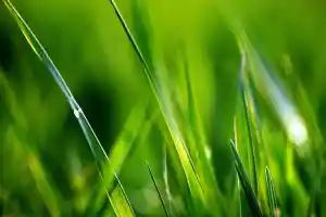 Rosana Santolaria Gómez.jpg