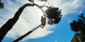 Poda y Tala TALANDO .jpg